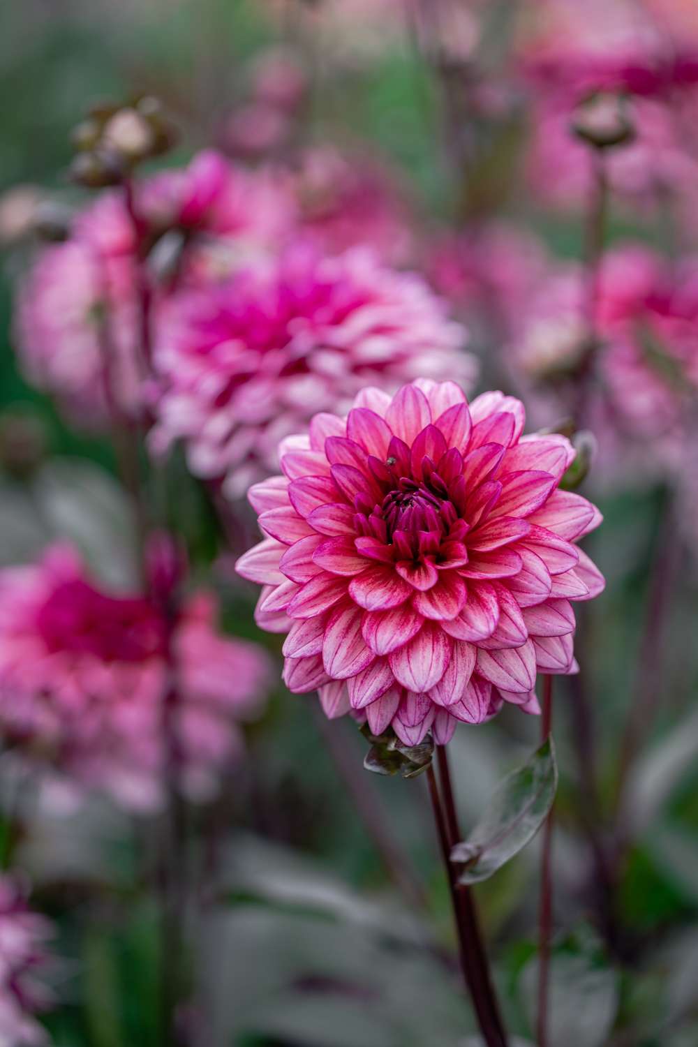 Dahlia 'Molly Raven'